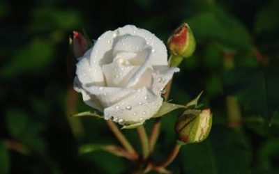 La taille des rosiers