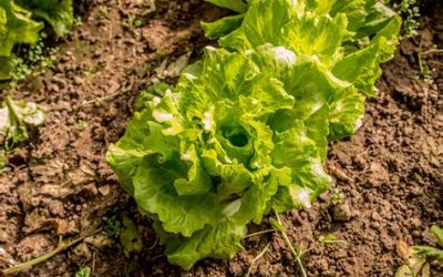 Les bases du jardinage (travaux du sol avant la mise en place des cultures au jardin)