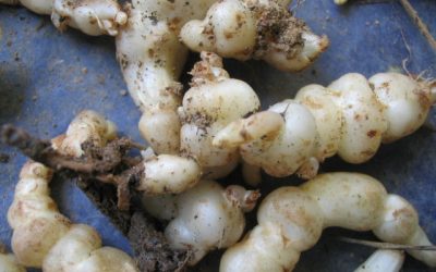 Crosnes