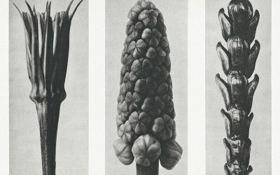 Salsifis et scorsonères