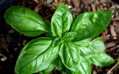 Basilic