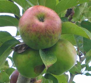 pomme compote