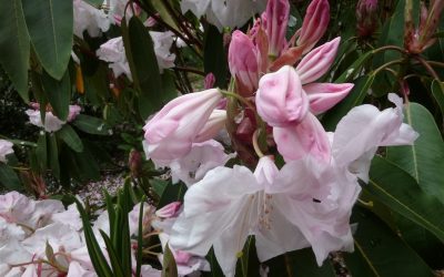 Visites de jardins dans le Cotentin
