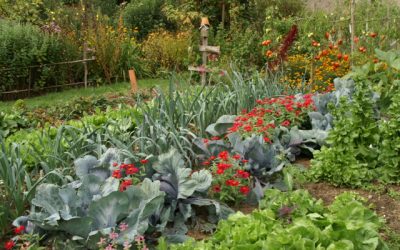Les auxiliaires du jardinier et la biodiversité par Denis Pépin