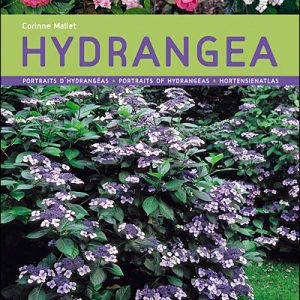 Hydrangéas