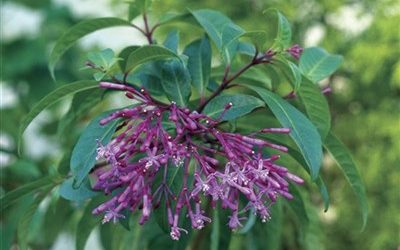 Le monde des fuchsias