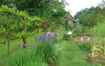 Les bases du jardinage