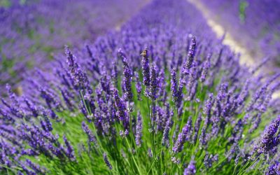 Le jardin parfumé de l’été à l’hiver