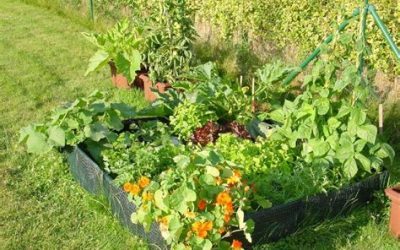 Les plantes compagnes au potager bio