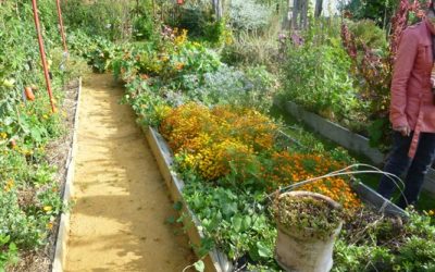 Un jardin productif toute l’année