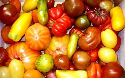 Tomates (Solanaceae)