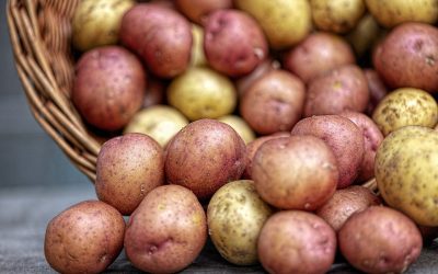 Pommes de terre (Solanaceae)