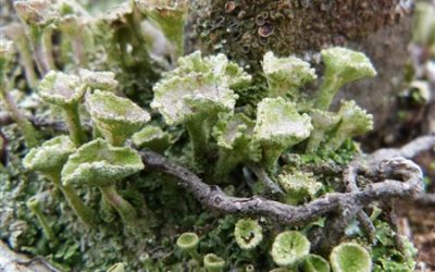 Comment se familiariser avec la botanique ?