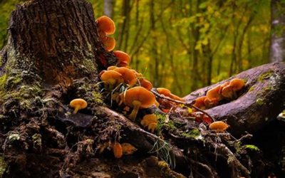 Les champignons de nos forêts