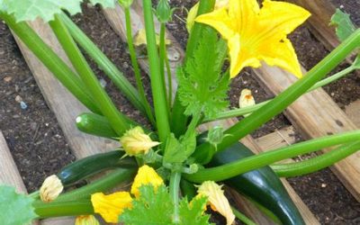 Courgettes (Cucurbitaceae)