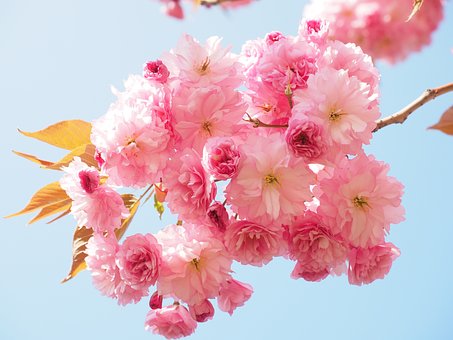 fleurs de cerisier