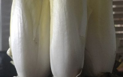 Endives (Asteraceae)