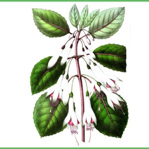 créer votre fuchsia
