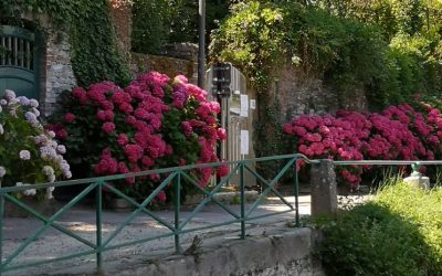 La belle histoire des hortensias – Yves-Marie ALLAIN (le 8/10/23)
