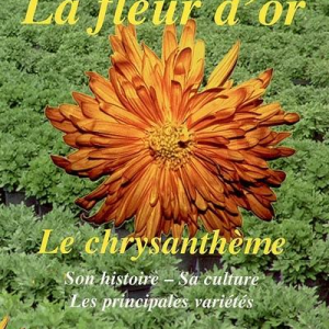 le chrysanthème, la fleur d'or