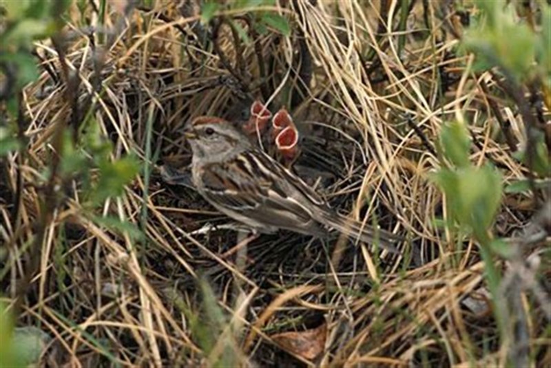 oiseau haie