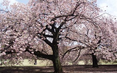 Les prunus japonais