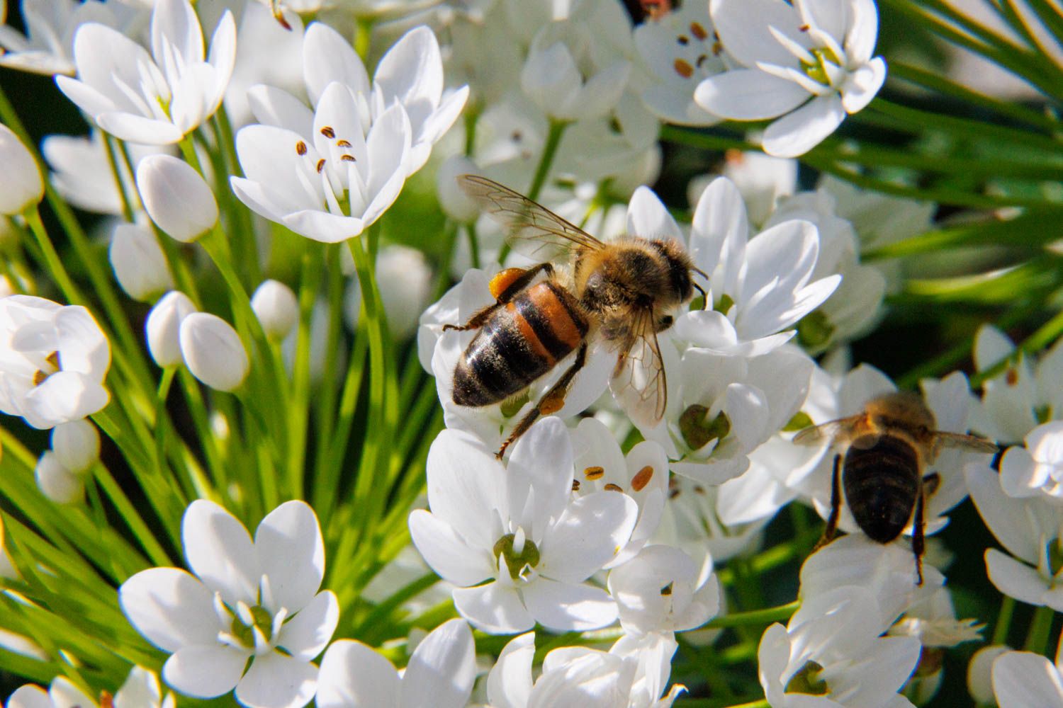 abeille sur ail