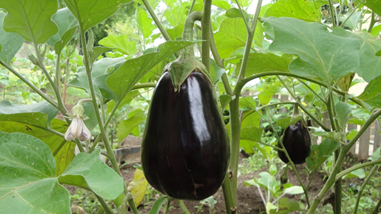 aubergine