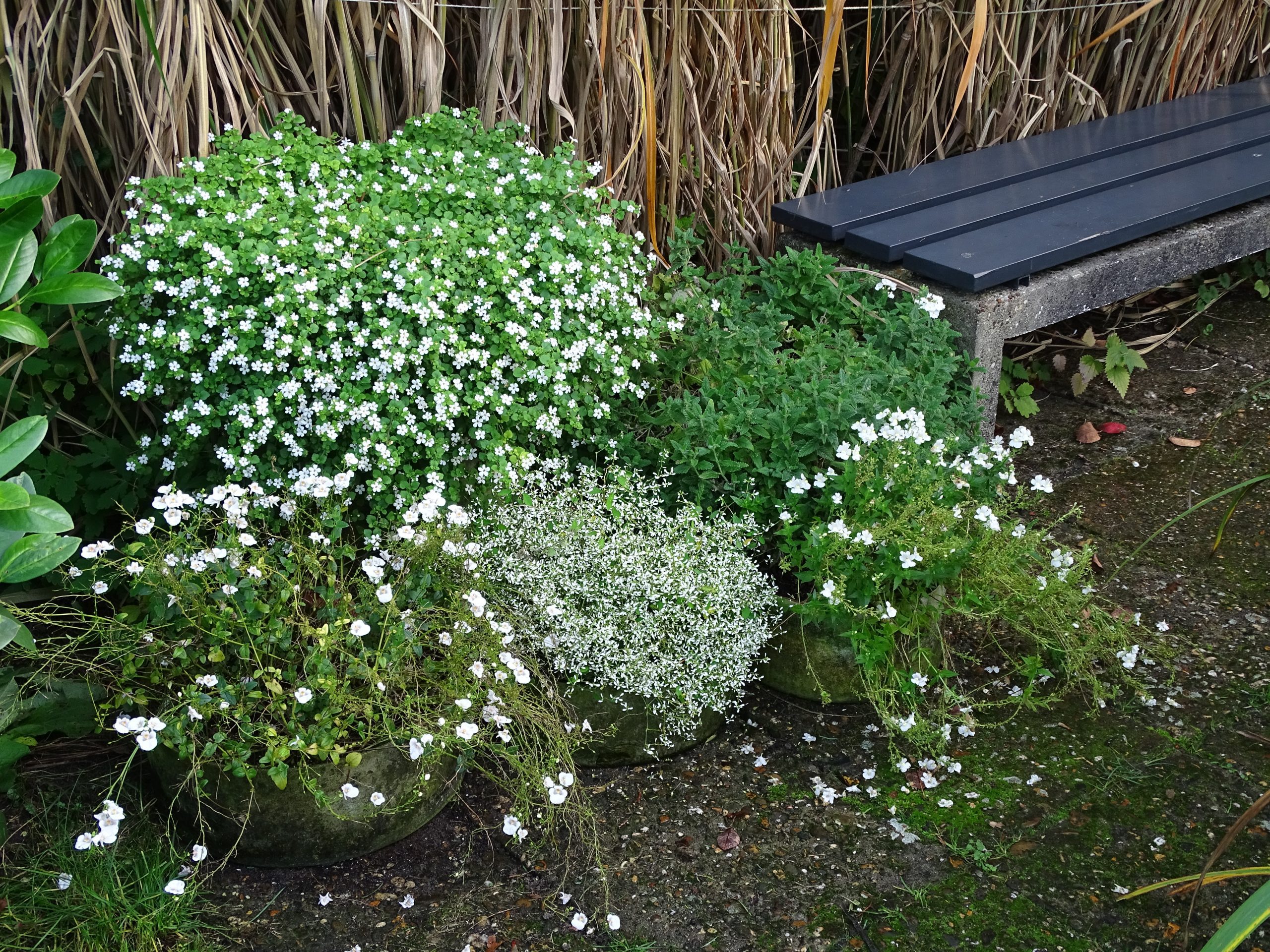 jardin en pots
