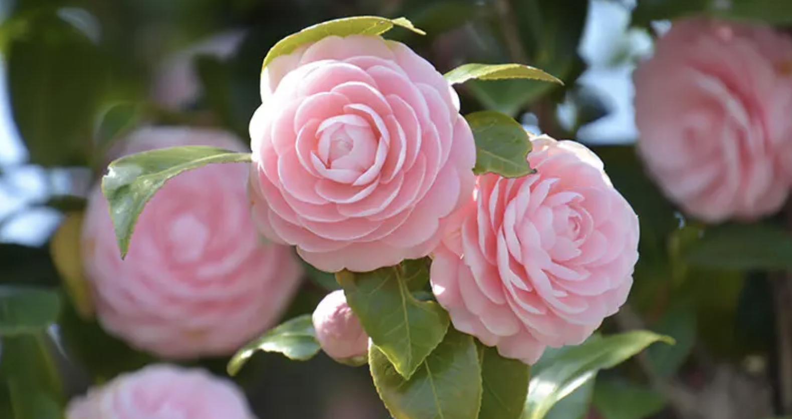 camellia