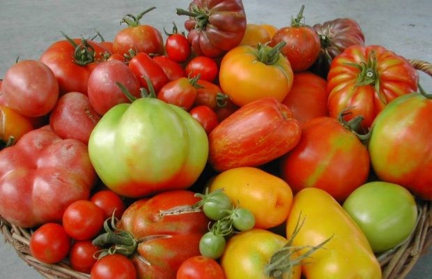 tomates
