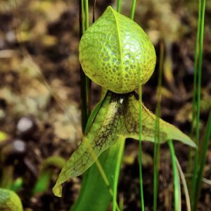 darlingtonia