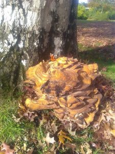 des champignons et des arbres 2