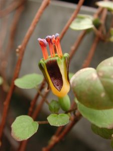 la grande diversité des fuchsias 2