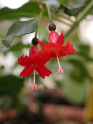 la grande diversité des fuchsias 3