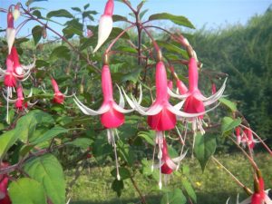 la grande diversité des fuchsias 4