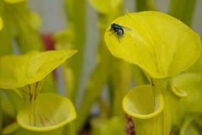 sarracenia