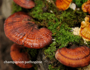 champignon pathogène
