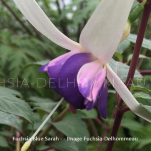 fuchsia blue sarah