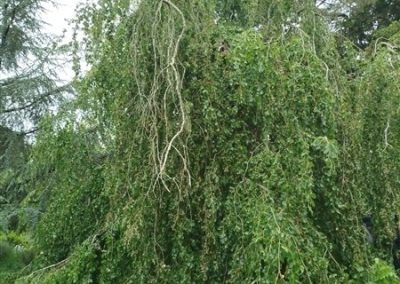l’arbre cabane, un hêtre pleureur, est l’aire de jeu des petites filles.