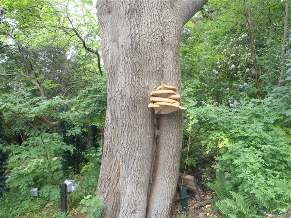des champignons et des arbres p6020322