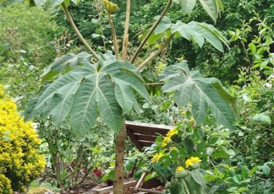 tetrapanax papyfera.png