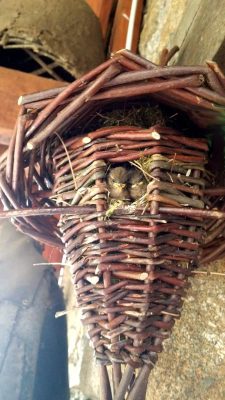 oiseaux dans nichoir