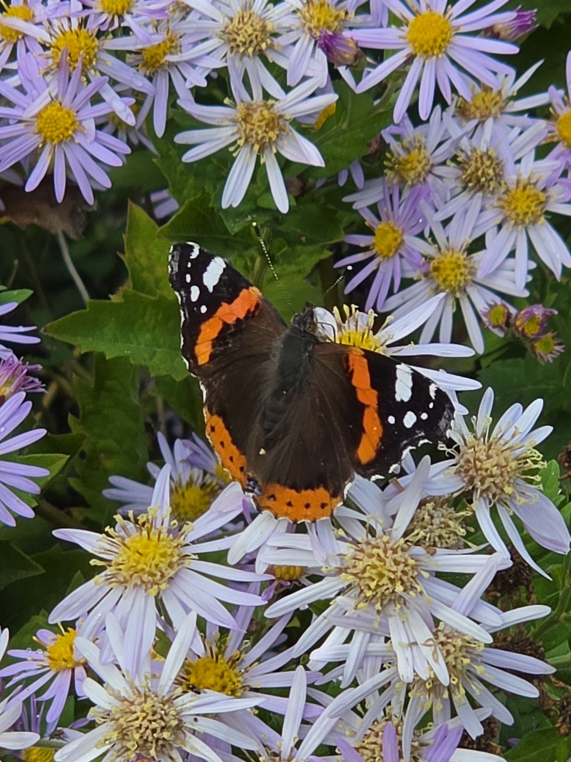 papillon