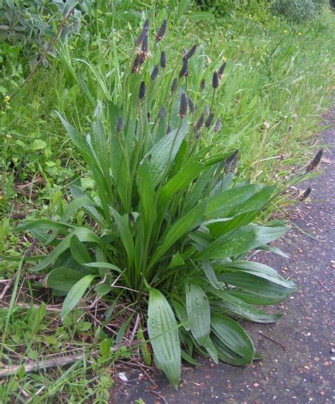 plantain 24-10-26